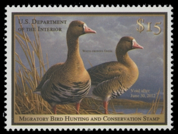 Scan of RW78 2011 Duck Stamp. MNH